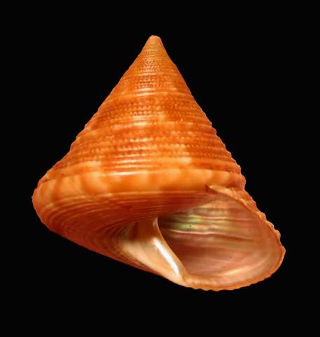 Calliostoma agrigentinum